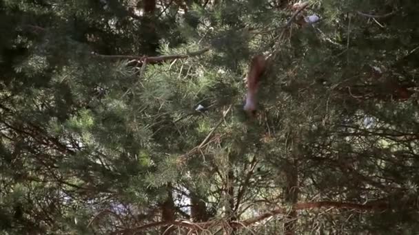 ardilla en un árbol comiendo conos
 - Metraje, vídeo