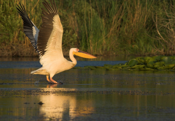 pelicano branco no delta do danúbio - Foto, Imagem