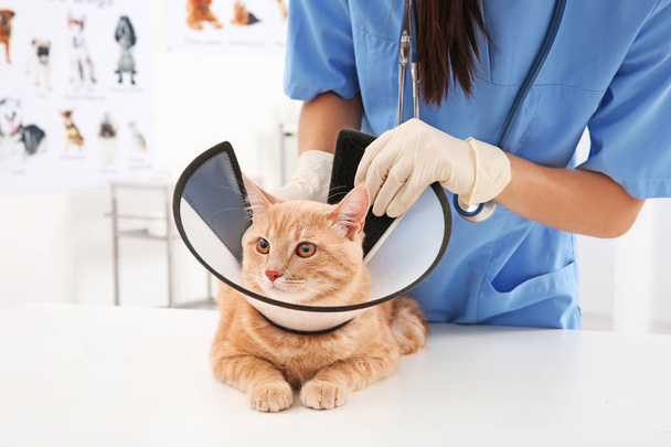 Veterinarian examining cat  - Fotó, kép