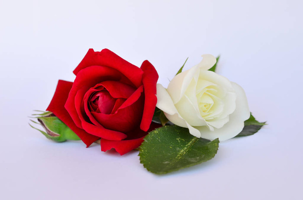 Red and white roses - Valokuva, kuva