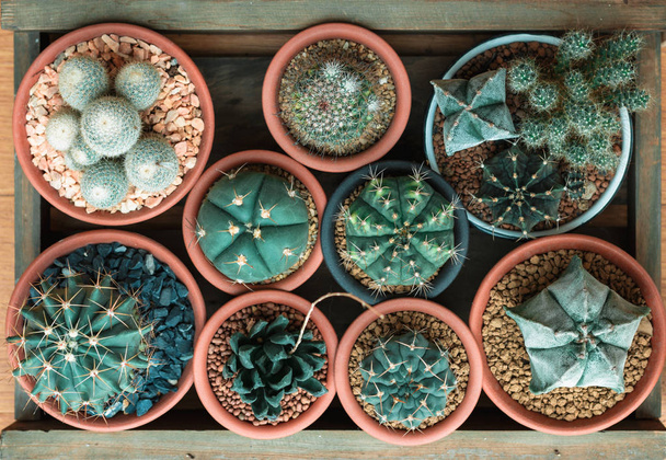 baby cactus in prachtige ingegoten op houten - Foto, afbeelding