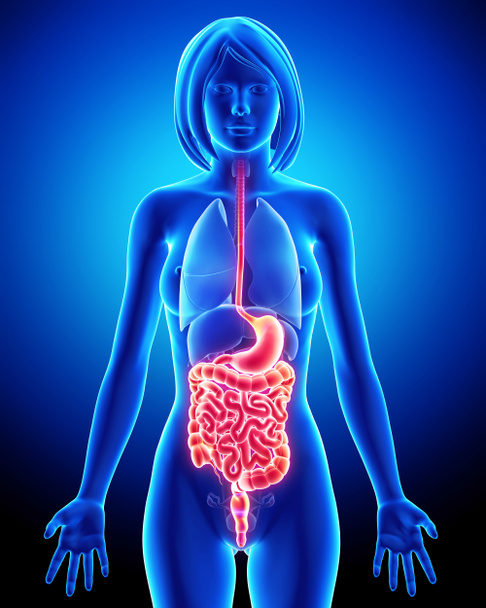 Sistema digestivo femenino
 - Foto, Imagen