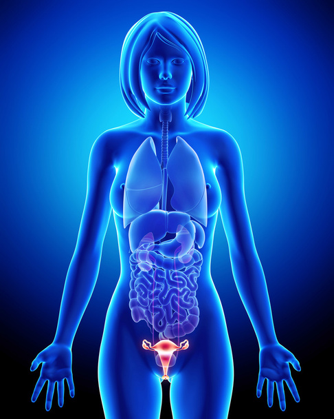 Anatomía de la vejiga femenina en lazo de rayos X azul
 - Foto, Imagen