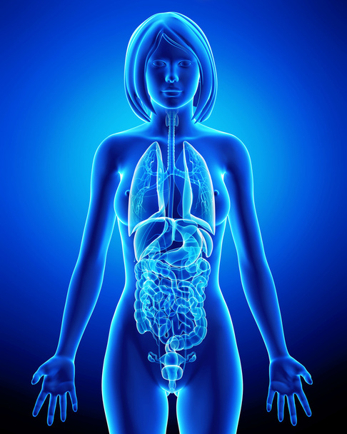alle organen van vrouwelijk lichaam in blauwe x-ray lus - Foto, afbeelding