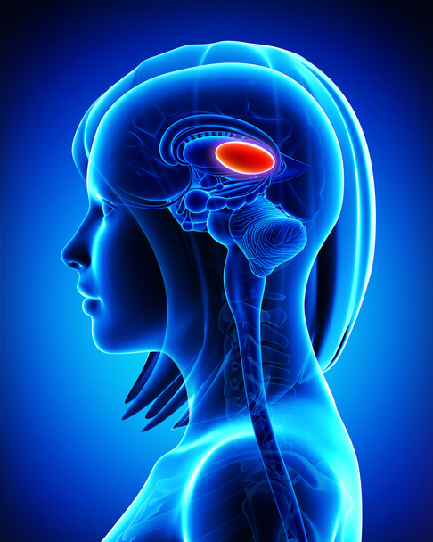 Anatomie du thalamus cérébral, section transversale L
 - Photo, image