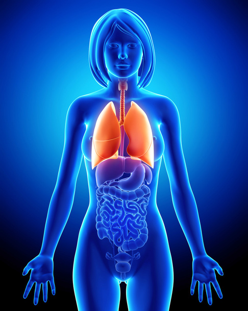 γυναικείο αναπνευστικό σύστημα με τους πνεύμονες - Φωτογραφία, εικόνα