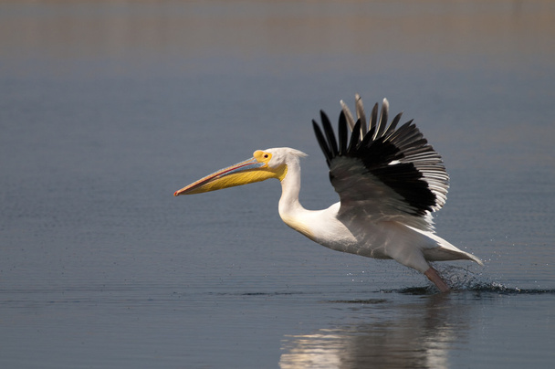 Branco Pelicano decolando
 - Foto, Imagem