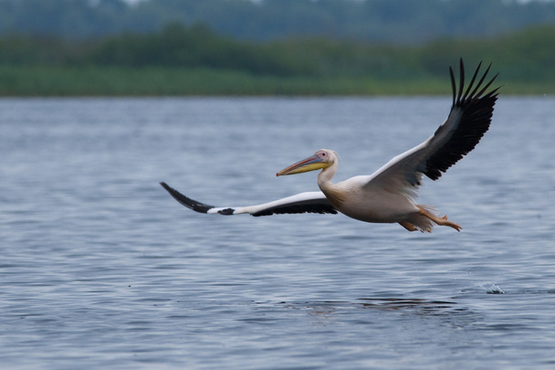 pelicano branco em voo - Foto, Imagem