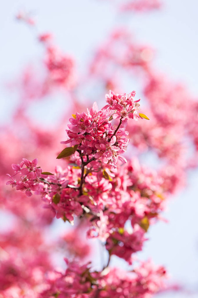 branches with pink flowers on the white background, note shallow depth of field - 写真・画像