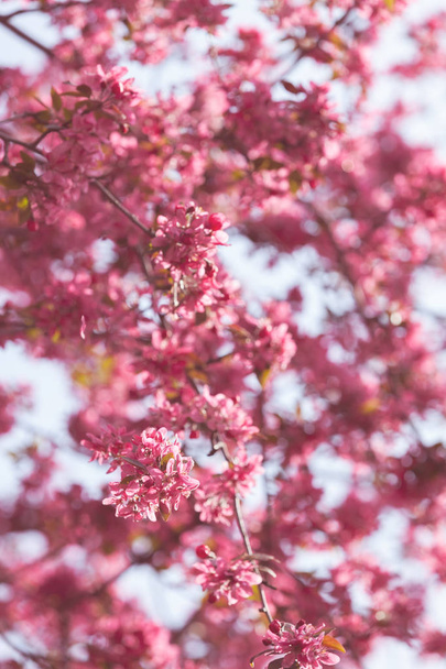 blossomed tree with pink flowers on the light background, note shallow depth of field - Foto, imagen