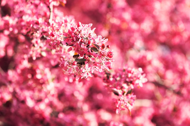  tree in bloom - Zdjęcie, obraz