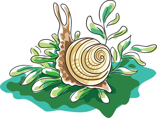 Snail - Vektor, kép