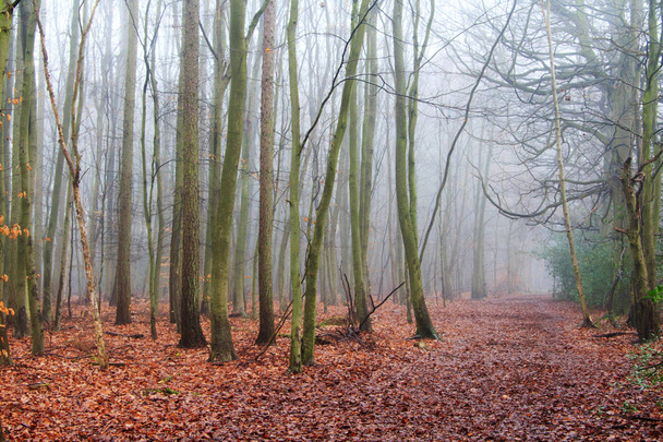 Bosco inglese su una nebbiosa mattina nebbiosa
 - Foto, immagini