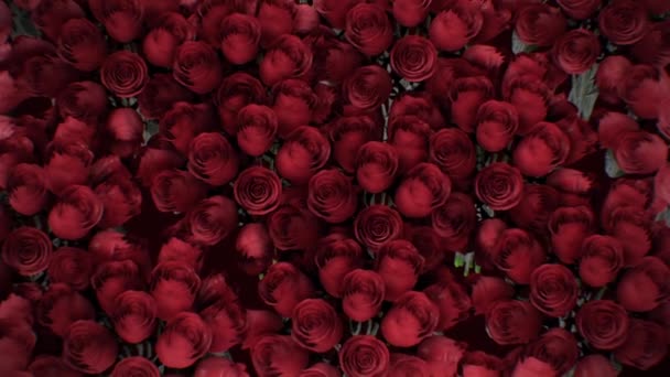 Το φόντο του πολλά κόκκινα τριαντάφυλλα - Πλάνα, βίντεο