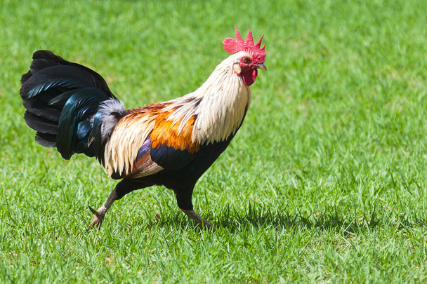 Wild Chicken in Kauai - Photo, Image