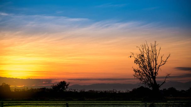 silhouette dry tree in cornfield is twilight time  beautiful. - 写真・画像