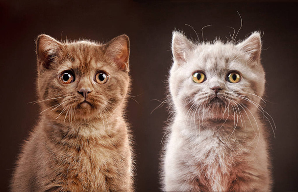 portrait of british kittens - Photo, Image