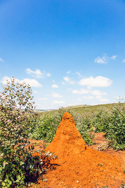 Termitas en Sudáfrica
 - Foto, imagen