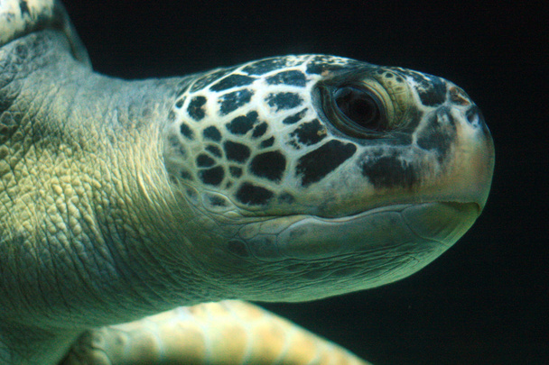 Sea Turtle - Vancouver Aquarium, Vancouver, Canada - Фото, изображение