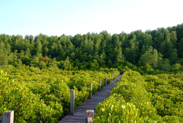 dřevěný mangrovového porostu - Fotografie, Obrázek