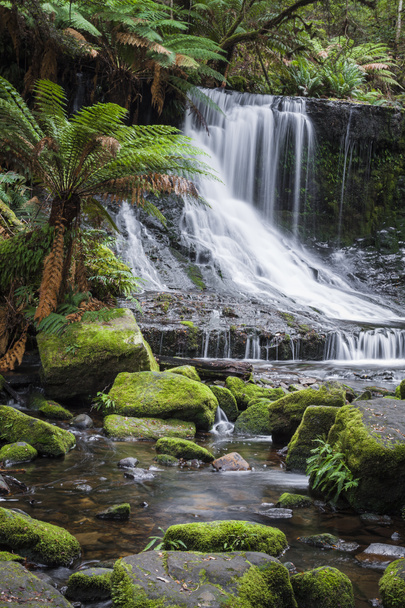 Russell Falls, Mount Field National Park, Tasmania, Australia
 - Foto, immagini