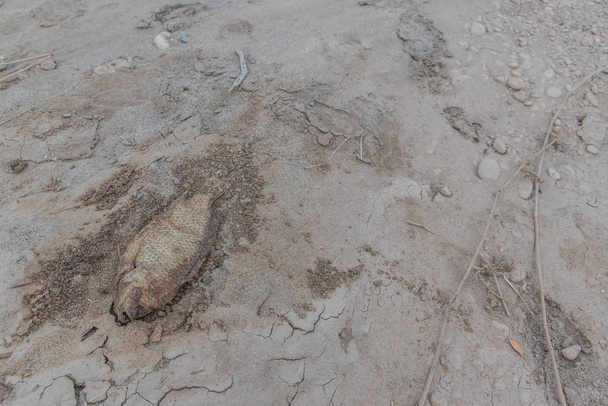 Peces muertos en una arena
 - Foto, Imagen