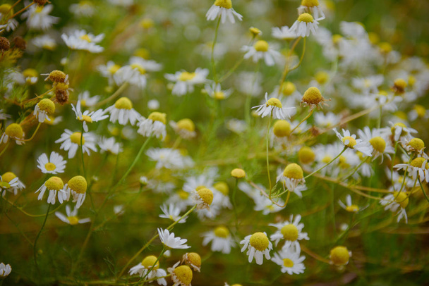 Fleurs de camomille sauvage sur un champ par une journée ensoleillée
. - Photo, image