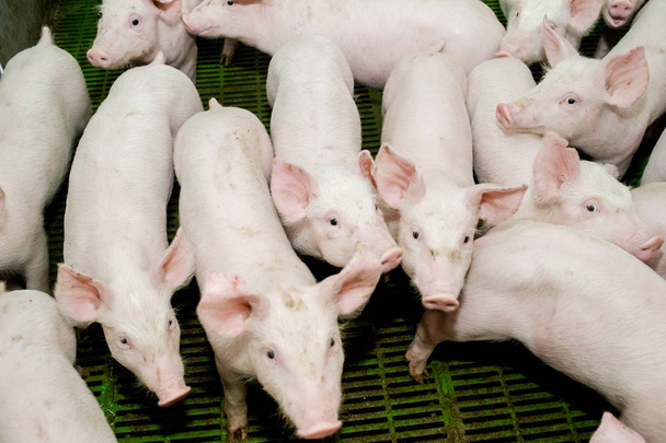 Domuz çiftliği. Küçük domuz yavruları - Fotoğraf, Görsel