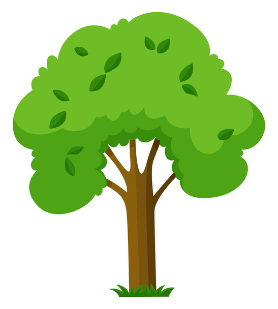 Green tree on white background - Vector, Image