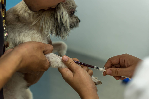 Perro vacunarse contra
 - Foto, Imagen