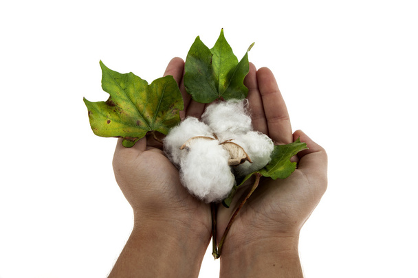 Planta de algodón en dos manos
 - Foto, imagen