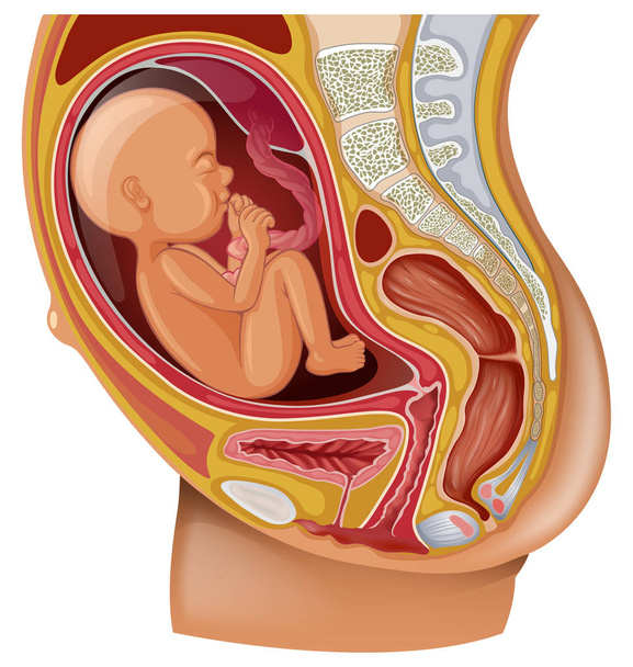 Diagramie pokazano Kobieta w ciąży z dzieckiem - Wektor, obraz