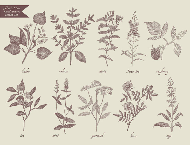 Tea herbs set. Hand drawn design. - Vector, Imagen