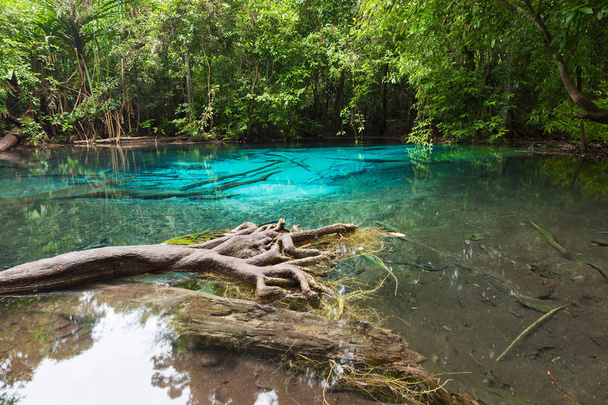 Unseen Emerald Pool se ubican en el bosque de arrecifes del parque nacional
 - Foto, imagen