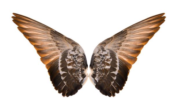 Крила ізольовані на білому тлі
 - Фото, зображення