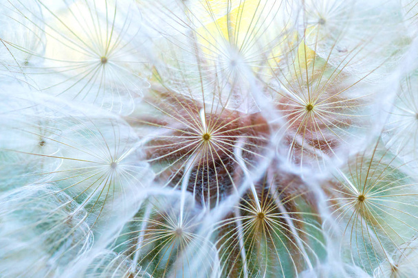 Dandelion macro. The middle of a dandelion. Focus in the center. - Photo, Image