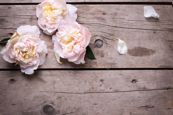 Нежные розовые пионы
  - Фото, изображение