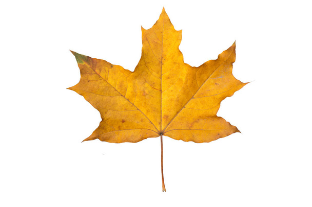 Orange maple leaf isolated on white. Autumn dry leaf - Fotó, kép