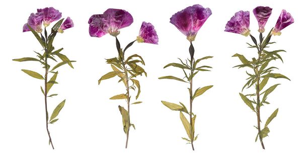 Conjunto de flores secas y prensadas. Herbario de flores púrpuras
. - Foto, imagen