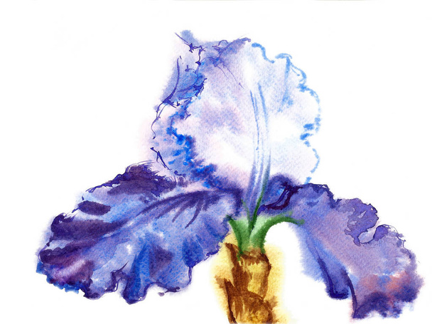 Blue White Iris Watercolor - 写真・画像