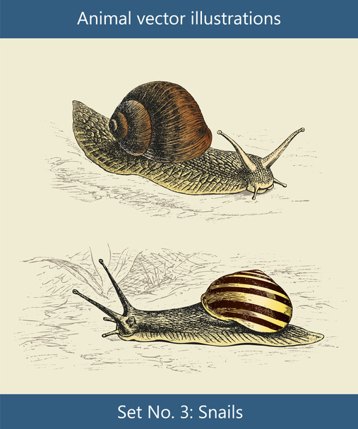 ilustracje wektorowe zwierząt, ślimaki - Wektor, obraz