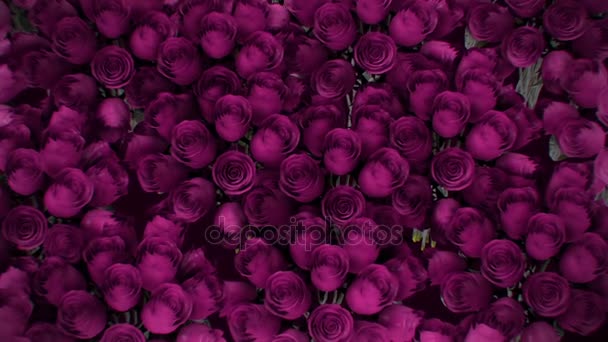 Φόντο από μια ποικιλία από ροζ τριαντάφυλλα - Πλάνα, βίντεο