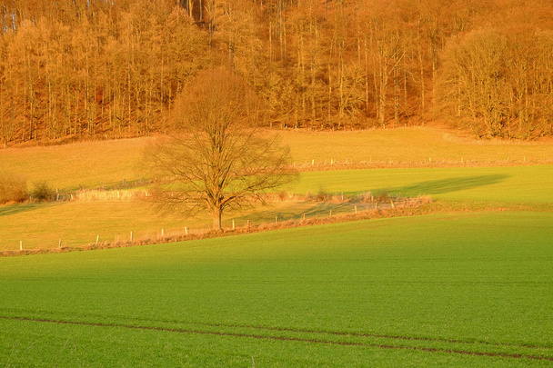 Agricultural fields and a tree on the sunset in Bad Pyrmont, Germany. - Фото, зображення