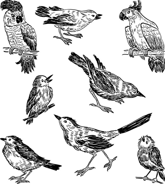 sketches of the different wild birds - Vector, Image