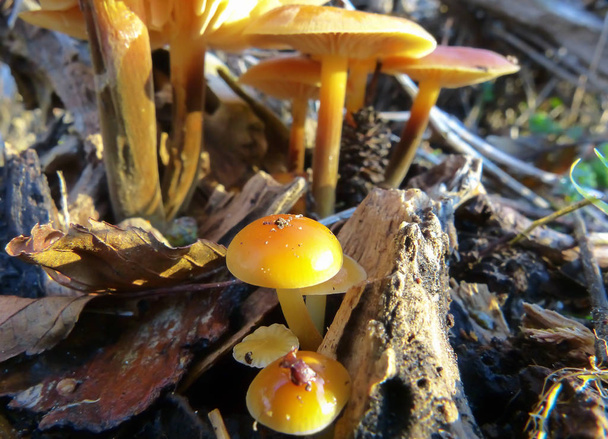 Pilze im Wald. - Foto, Bild