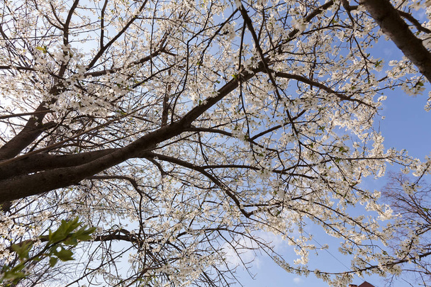 treetop with white flowers - 写真・画像