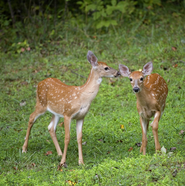 Pair of whitetail fawns - Foto, Imagen
