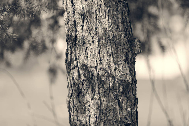 Кора дерева в природі
 - Фото, зображення