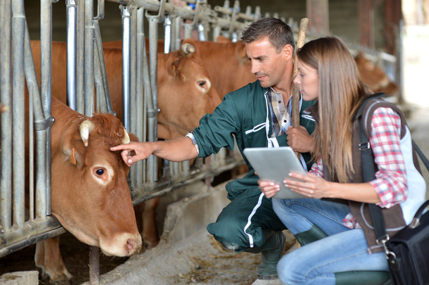 Mezőgazdasági termelő és állatorvos ellenőrzi a tehenek - Fotó, kép
