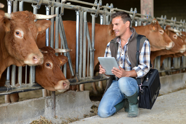 Breeder in cow barn using digital tablet - Фото, изображение